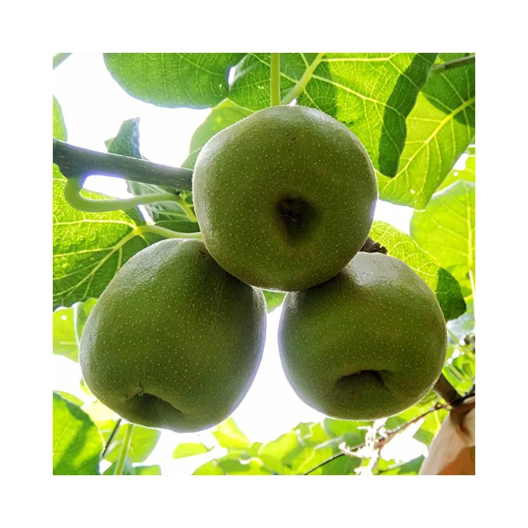 HOT SELL Best Fresh Kiwi Fruit Hongyang Variety Red Heart Kiwifruit From China