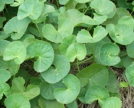 
Skin care cosmetic grade gotu kola / centella asiatica extract 40% Asiaticosides by HPLC 