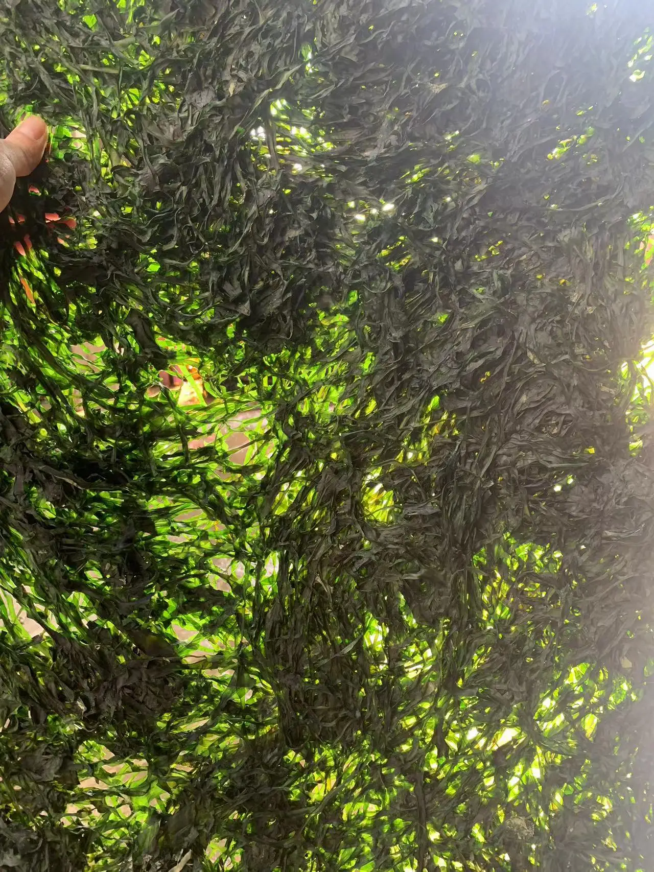 Sea Vegetable  Moss Kombu Dried Sea Kelp Cut