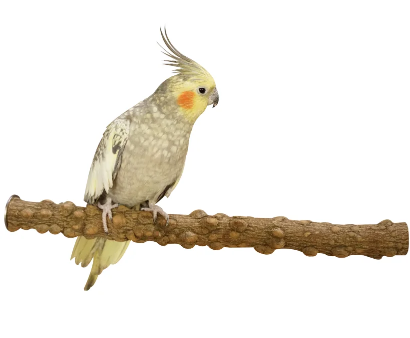 
Natural Pepper Wood Bird Perch 