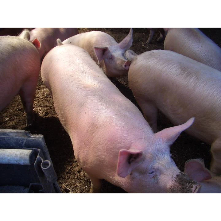 Japanese High Quality Boneless Frozen Pork Loin From Nature Farm