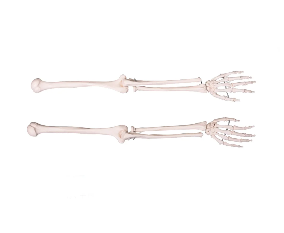 Best price Life-Size Upper Extremity Anatomical Model for teaching and learning
