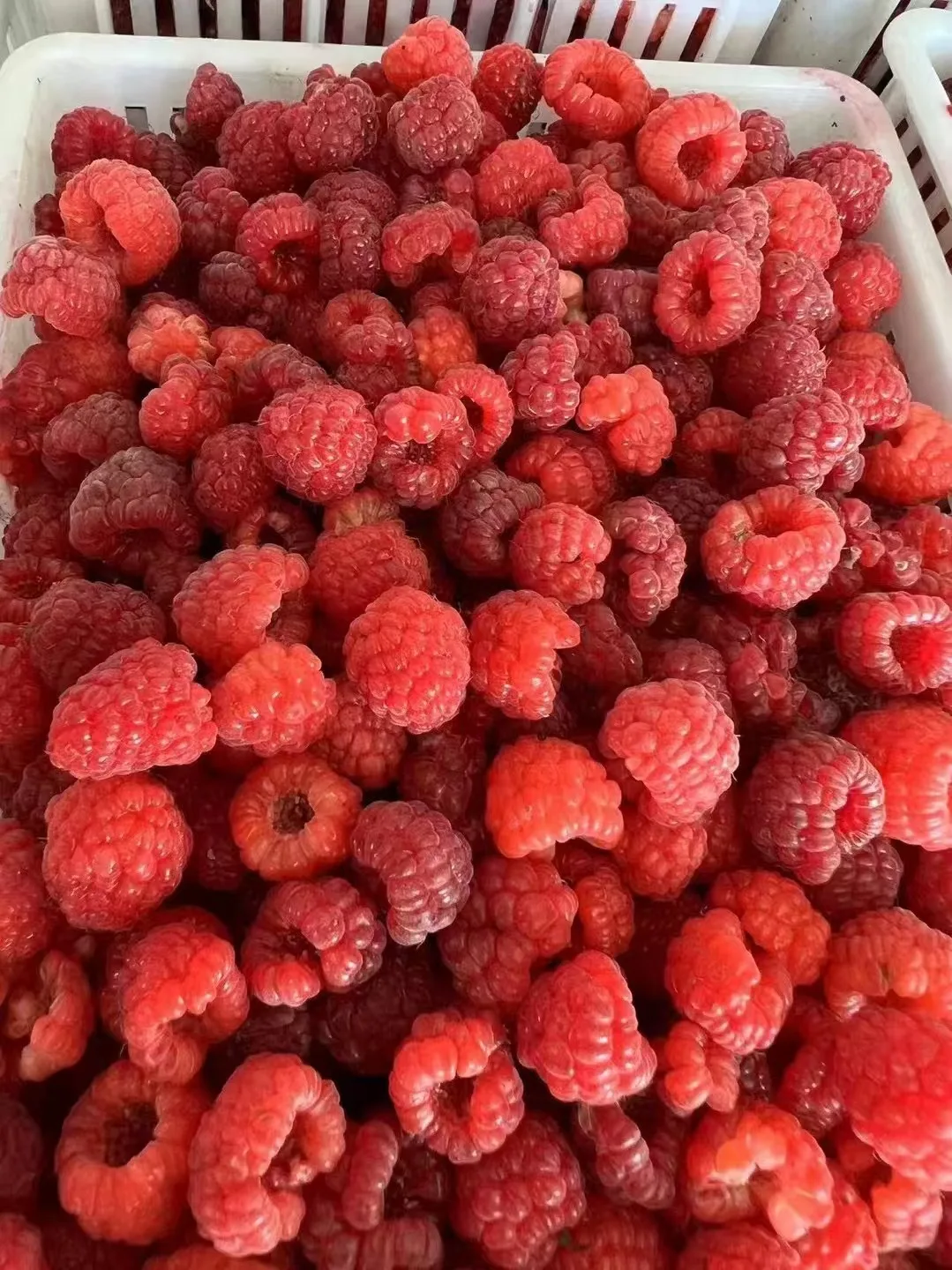 New Design  Fresh Black Red Seedless Raspberry  Frozen Black Raspberries  Frozen Raspberries