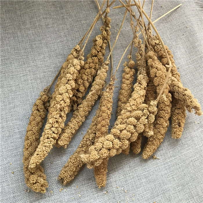 Gu Sui Bulk New Harvest Millet Yellow Bird Food Millets Icker for Birds