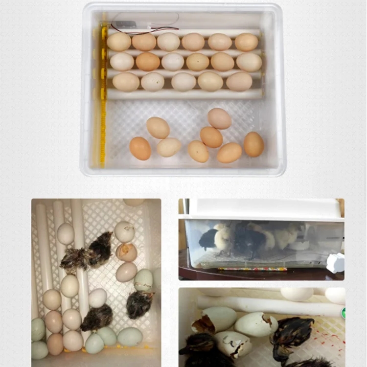 2024 High-quality Classic Fully automatic egg incubator THD176 hatching machine  for all eggs chicken duck turkey goose