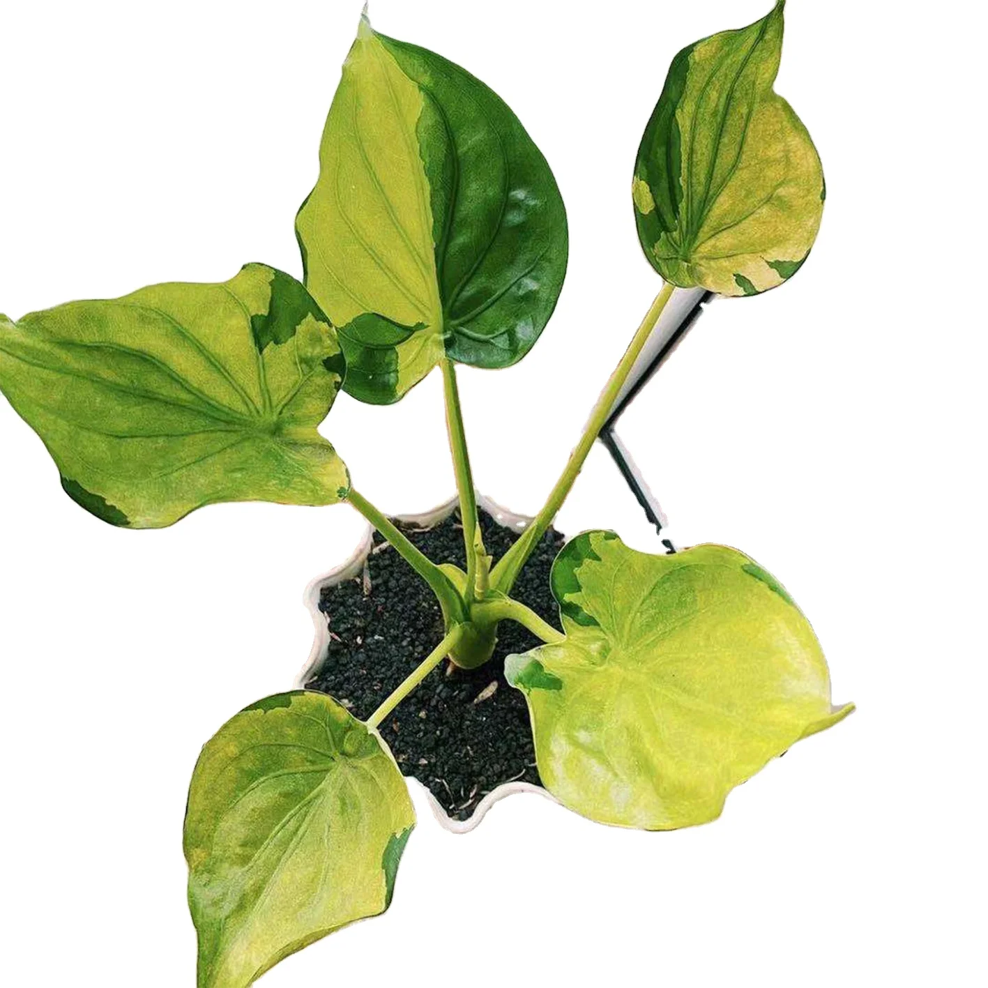 High quality real plants Alocasia aurea plant of indoor plants  Supplier