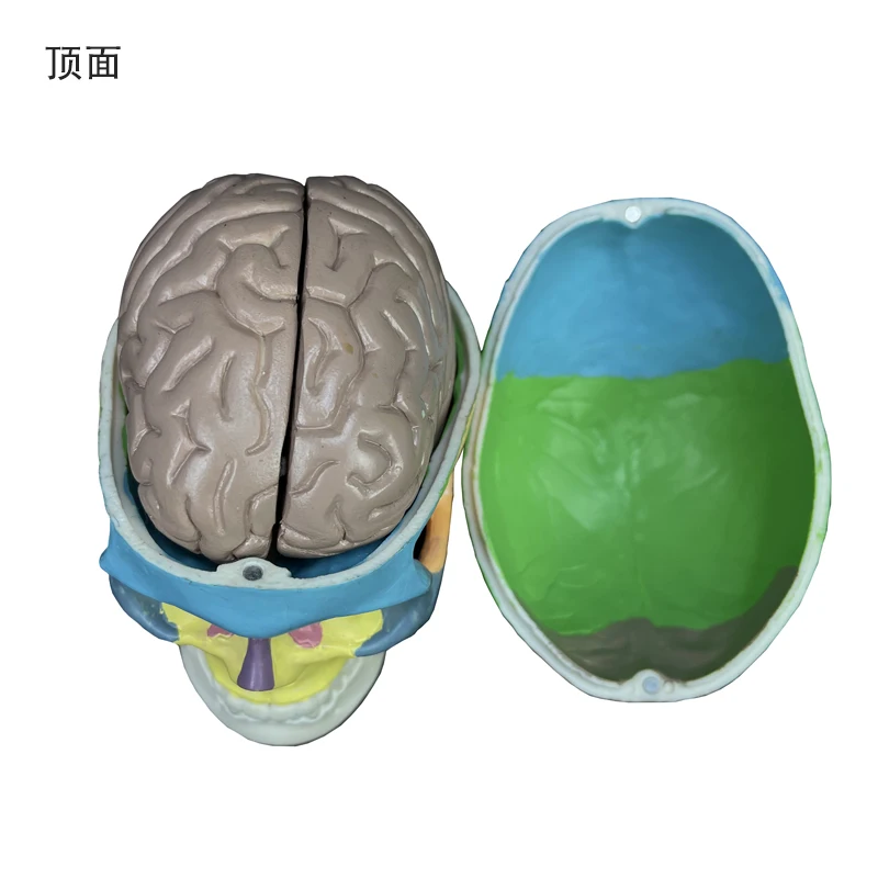 Human skeleton model 3 parts The jaw bone can move 1/2 mini colored skull And brain