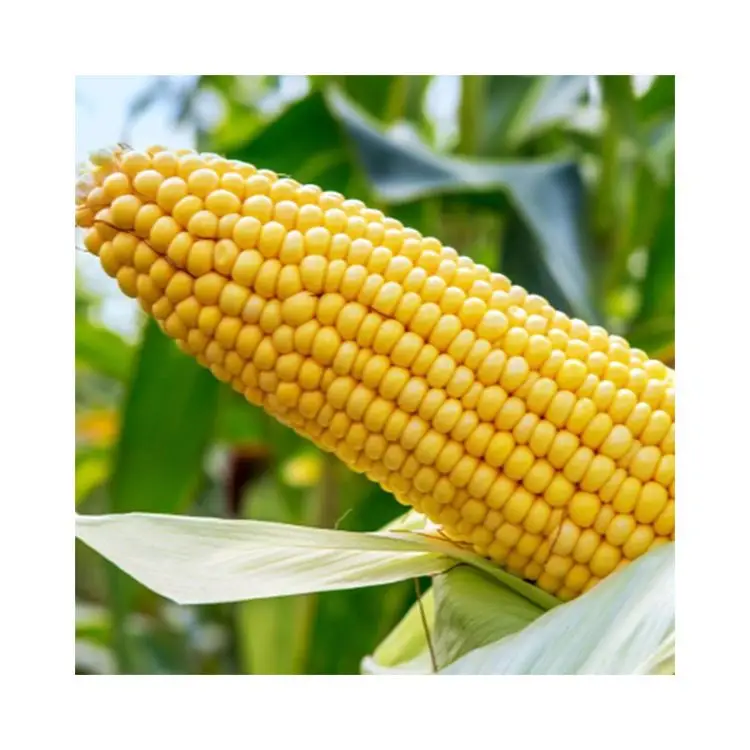 
Air dried sun dried dehydrated sweet corn dried vegetables 