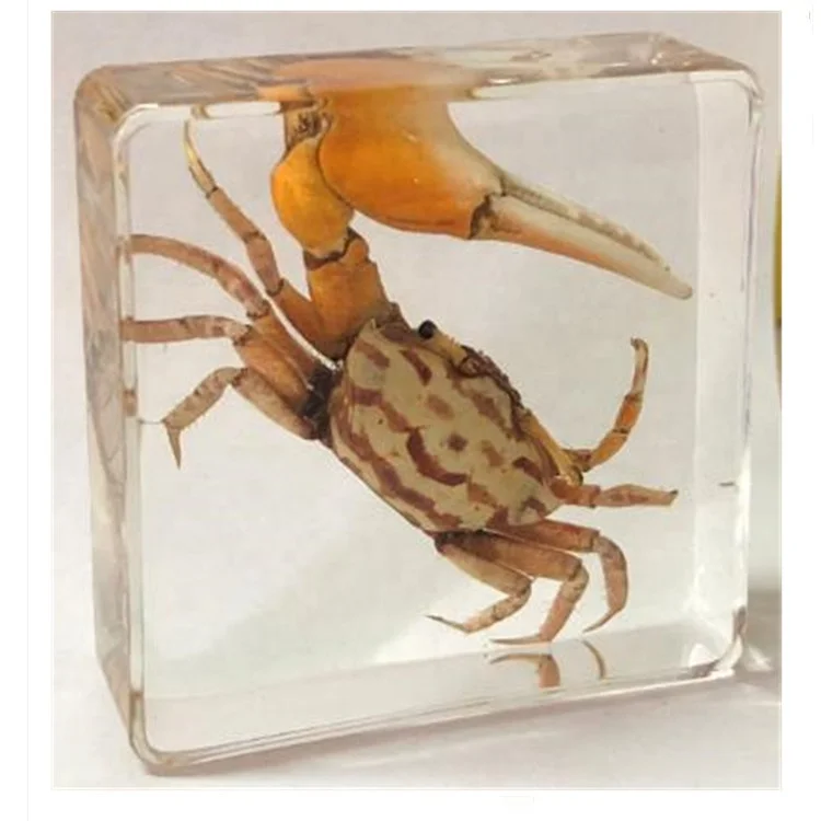 Crab Resin Crafts Water Animal Specimens Collection