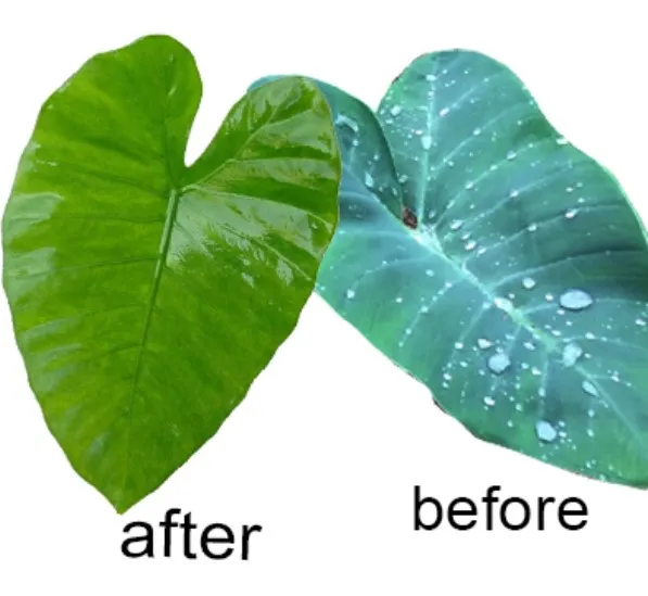 Organosilicone Help Fungicide Pesticide and Herbicide Spread over Leaf Surface