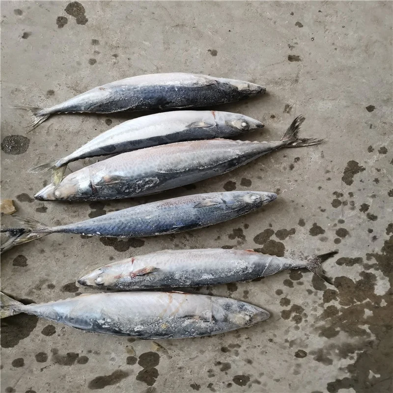 
High quality Sea Frozen fresh seafood Pacific mackerel fish 