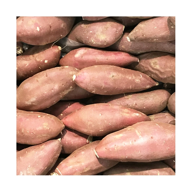 High quality sweet potato market price fresh vegetables 2023