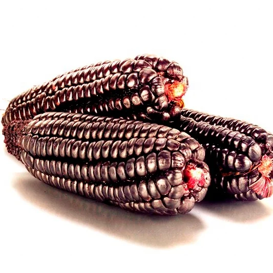 Wholesale Seller of Purple Corn Powder with Medicinal Properties