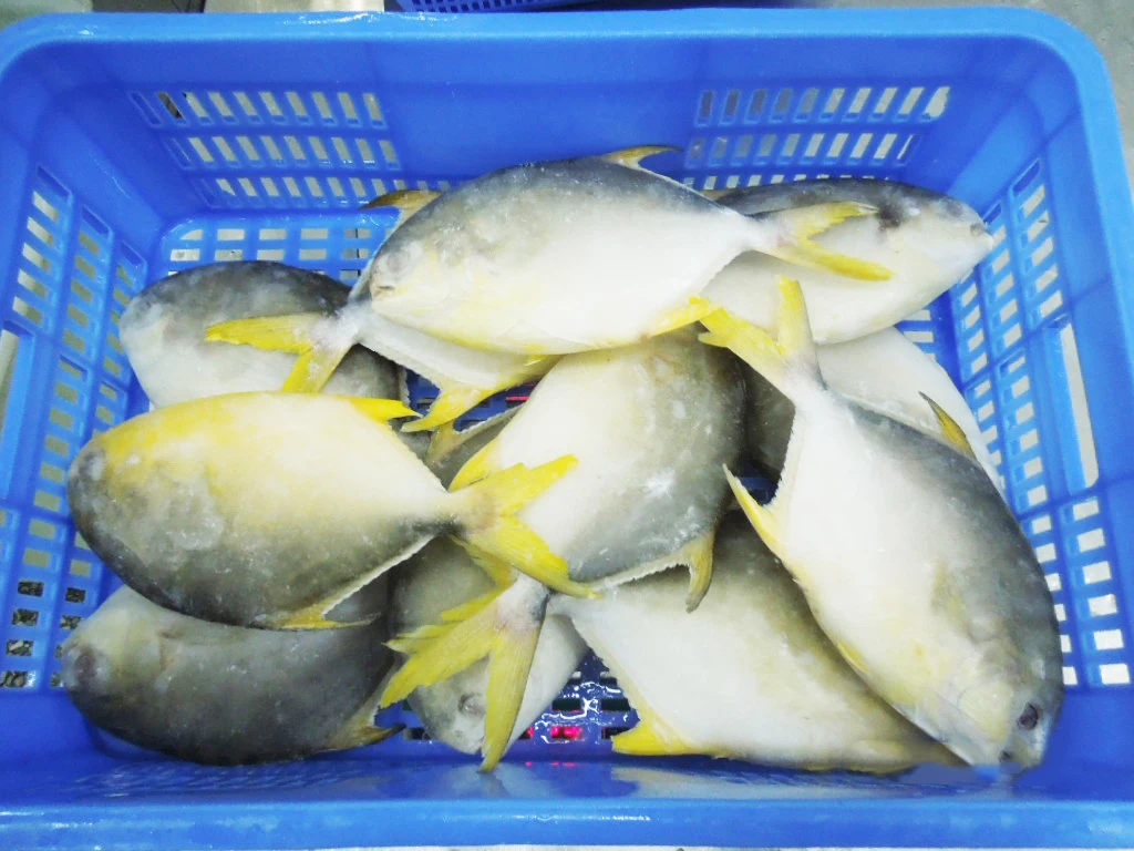 FOODSTAR Brand Premium Quality Frozen Golden Pompano Pomfret Fish with Competitive Price