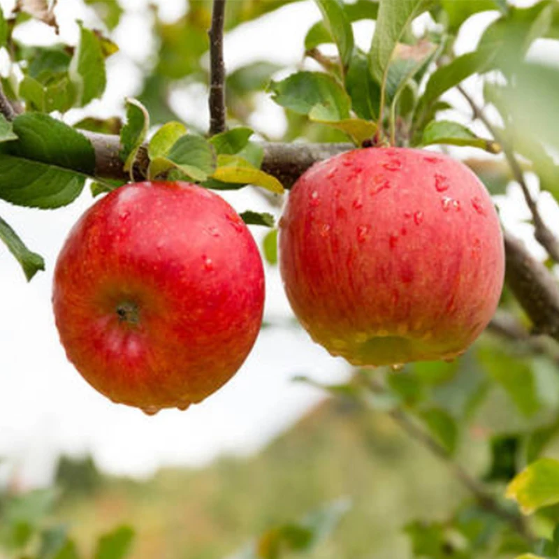 Китайские сладкие свежие яблоки fuji фрукты оптовая цена apple