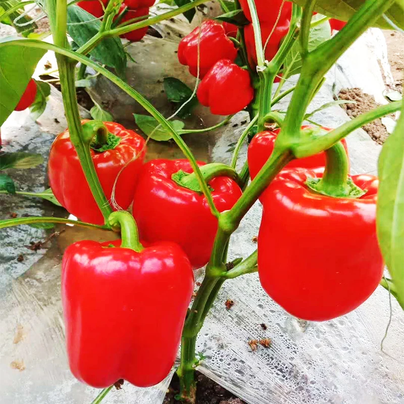 
From the Netherlands high-yielding hybrid sweet chilli colour colourful pepper seeds 
