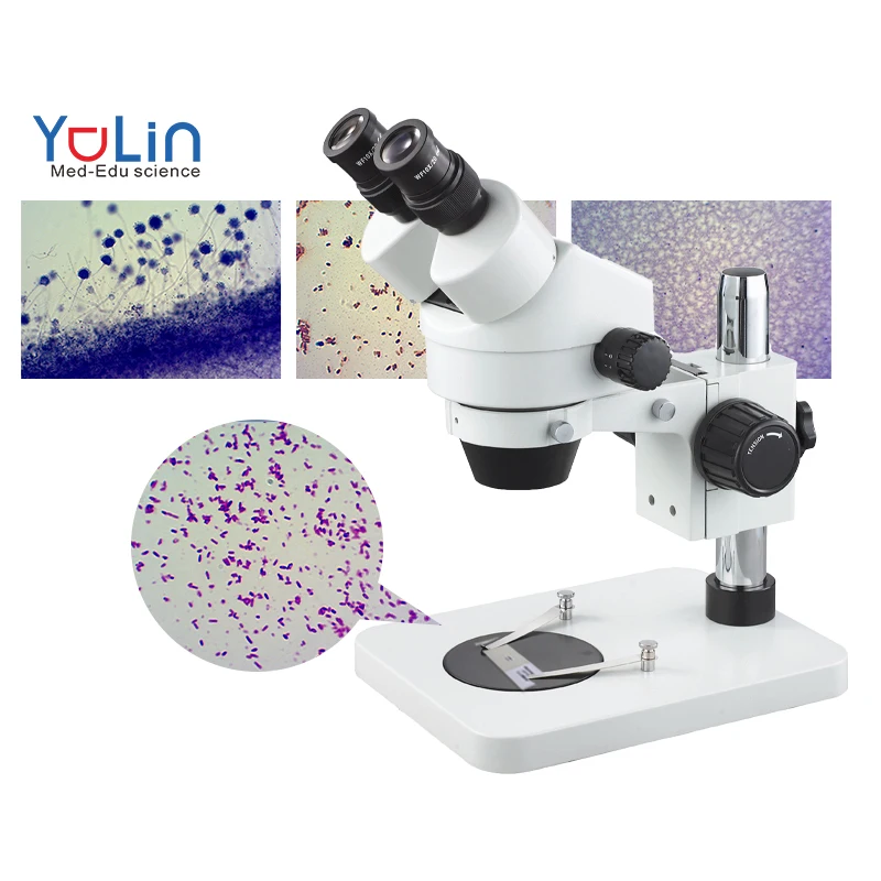 Medical Microbiology Slides Microscope Slides 50 pcs Educational Prepared Slides Medical Microbiology Education