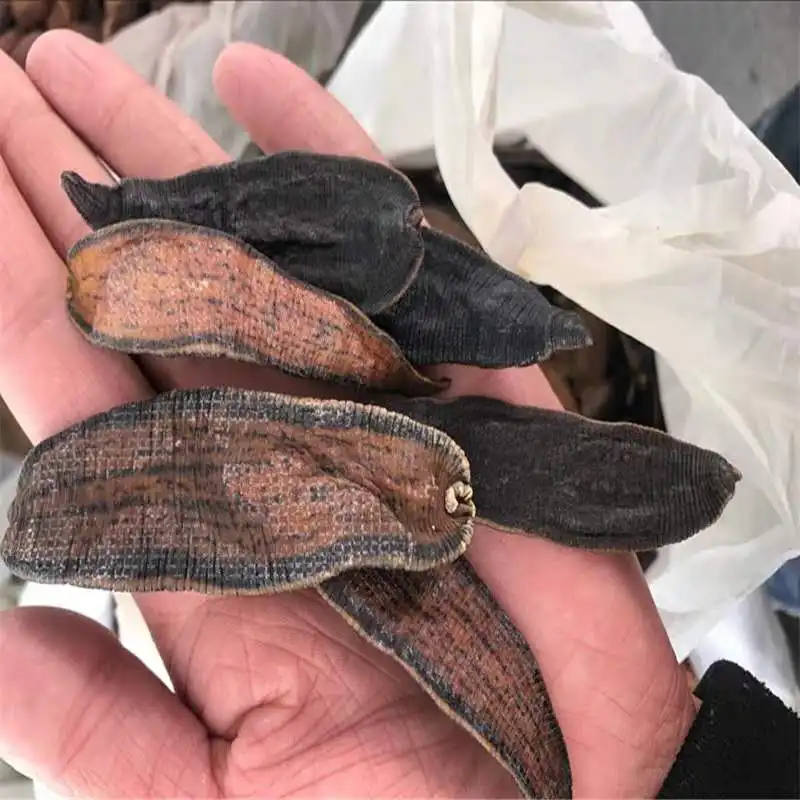 Free Samples Live Medicinal Medicinal-Leeches Medical Leeches