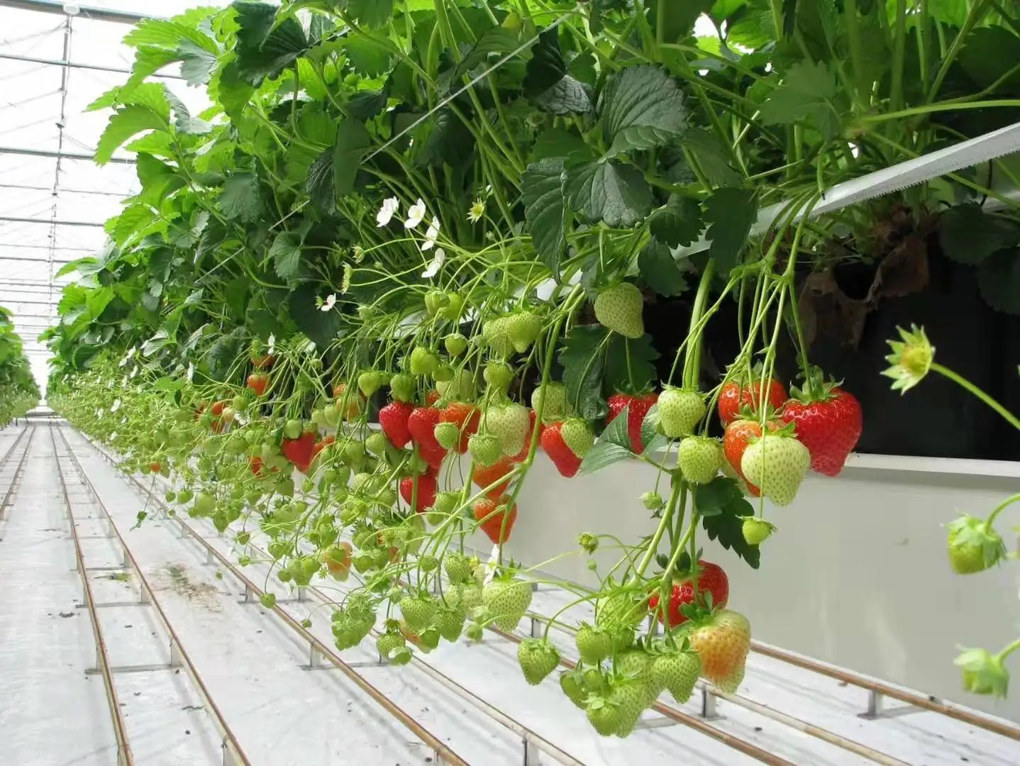 PVC Greenhouse Agricultural Hydroponic Strawberry Growing Systems Cultivation Plastic Gutter
