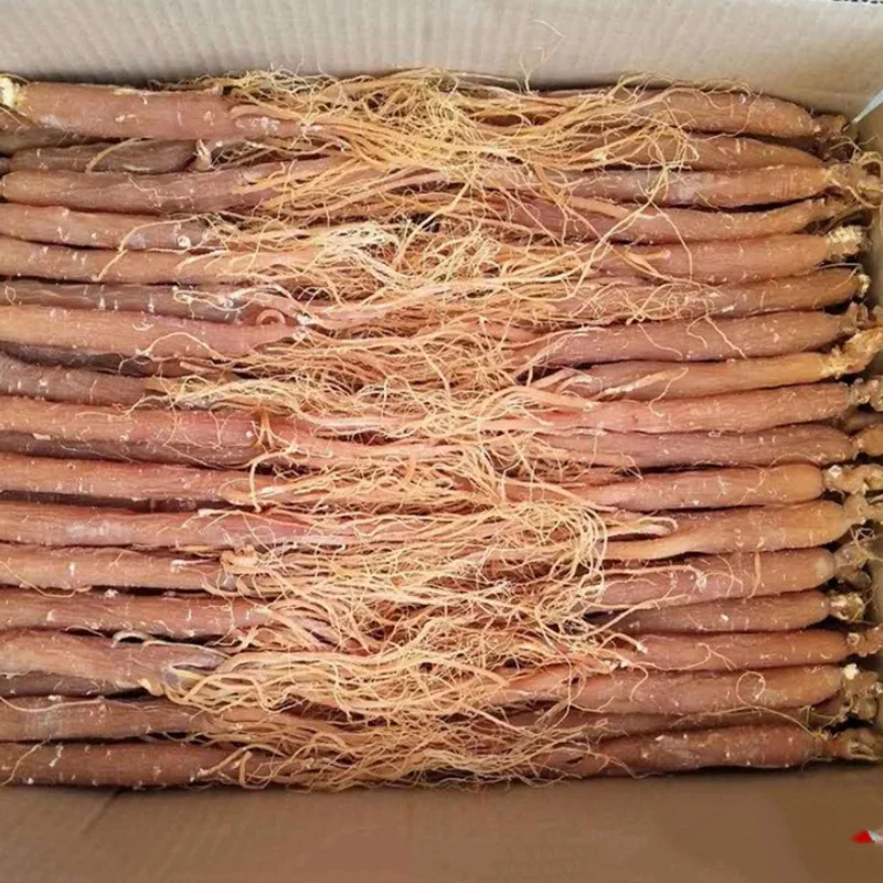 1011 Hong Shen Best Price Herbal Tea Red Korean Panax  Ginseng Root