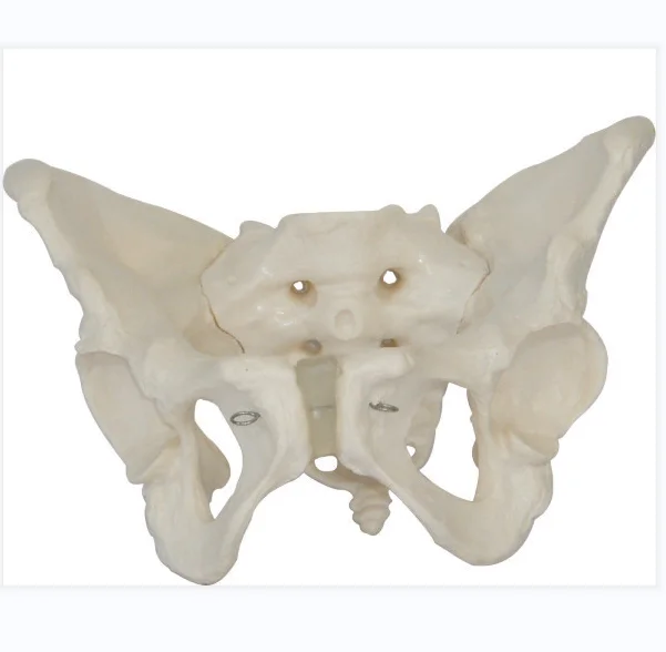 Skeletal Female Pelvis