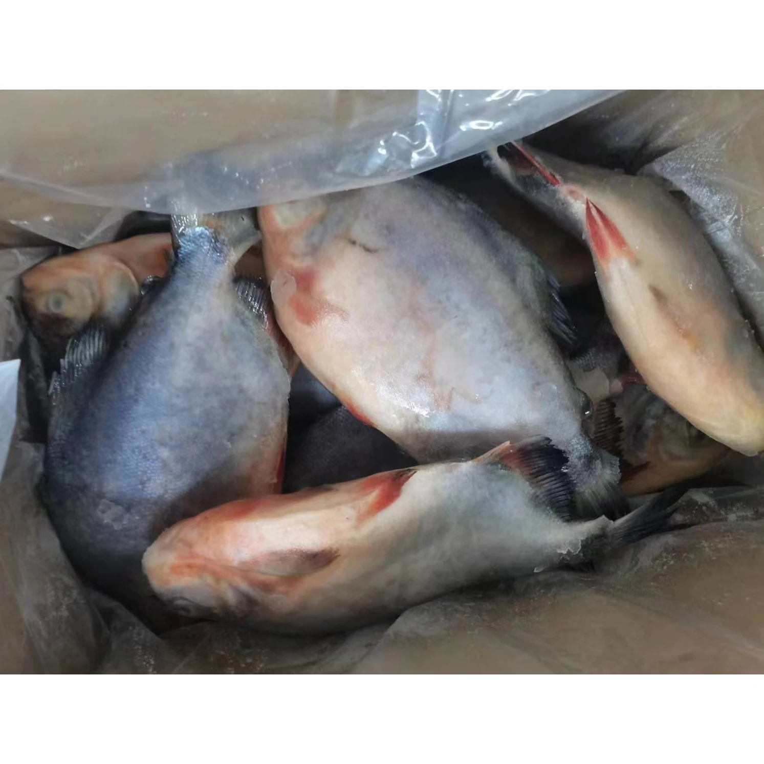 China export frozen pomfret fish red pacu frozen red pomfret fish colossoma brachypomum