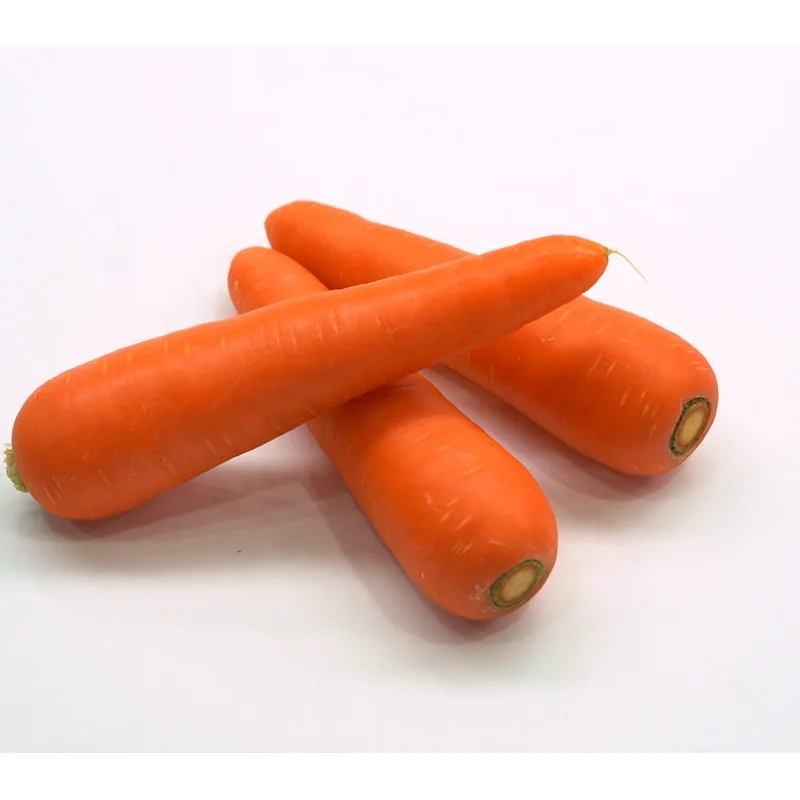 
New season fresh China carrot 