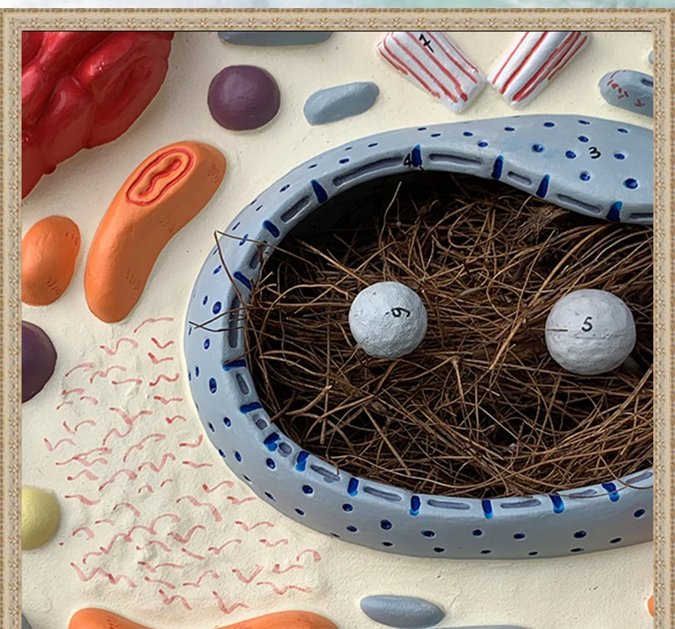 Enlarge Animal Cell Anatomical Model Cell Anatomy Model