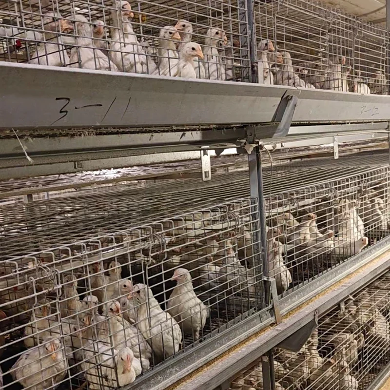 Multifunctional H-Type Steel Chicken Coop Automatic Poultry Farm Layer Battery Chicken Cage Used for Laying Hens and Farming