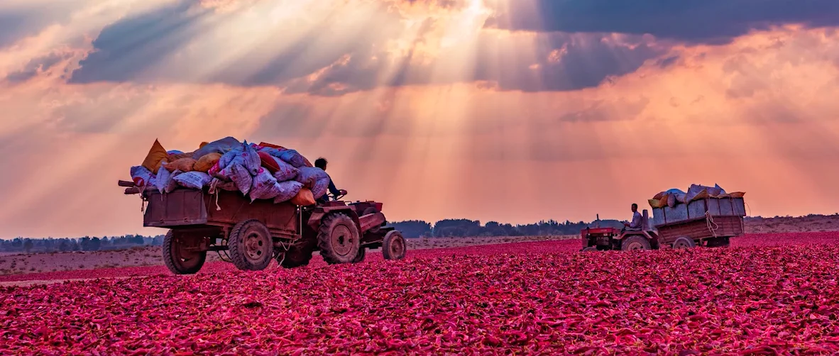 High quality Chinese chili peppers spicy taste Thousand gold red chili fresh frozen chilis in supply