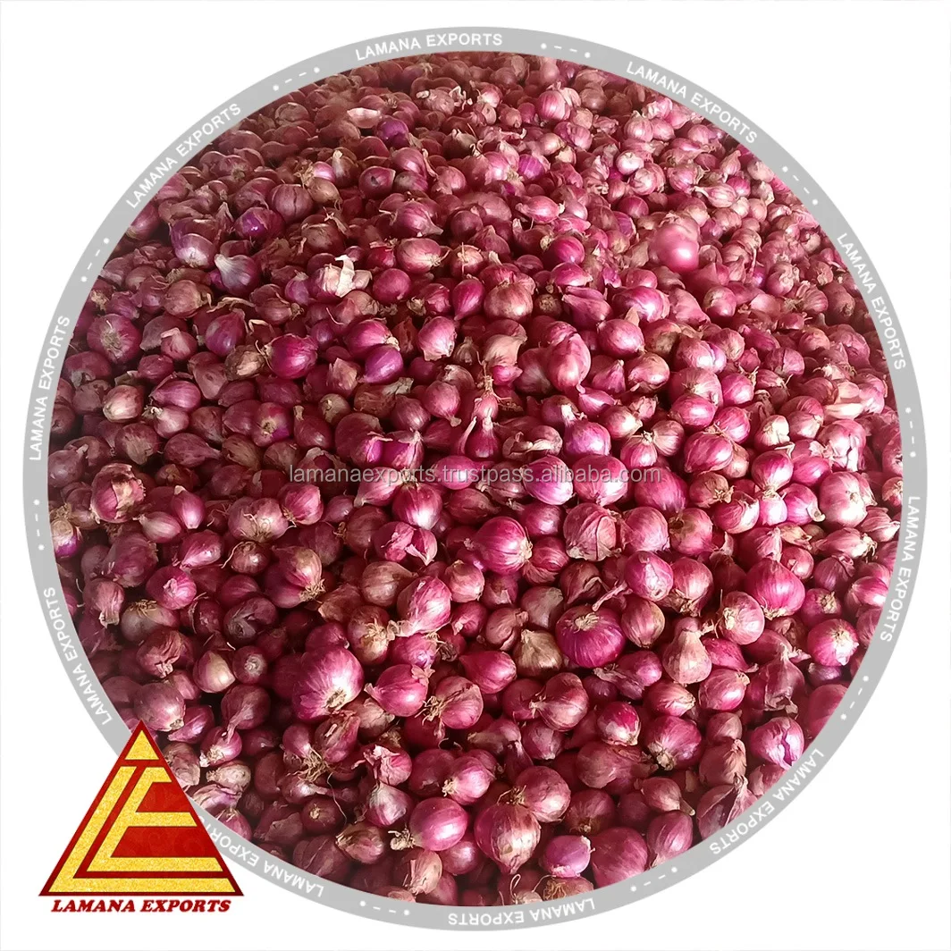 Hybrid Podisu Onion for Export Vietnam Malaysia Singapore 20mm Above Fresh Non-peeled COMMON Round Liliaceous Vegetabless