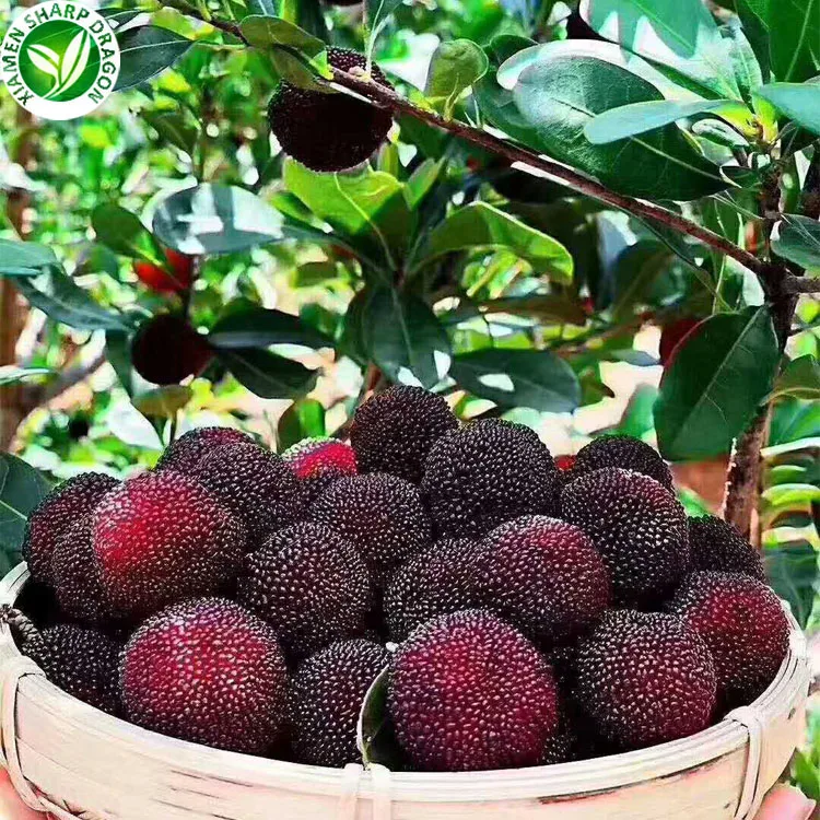  Экстракт баяники свежий баячный фрукт экстракт