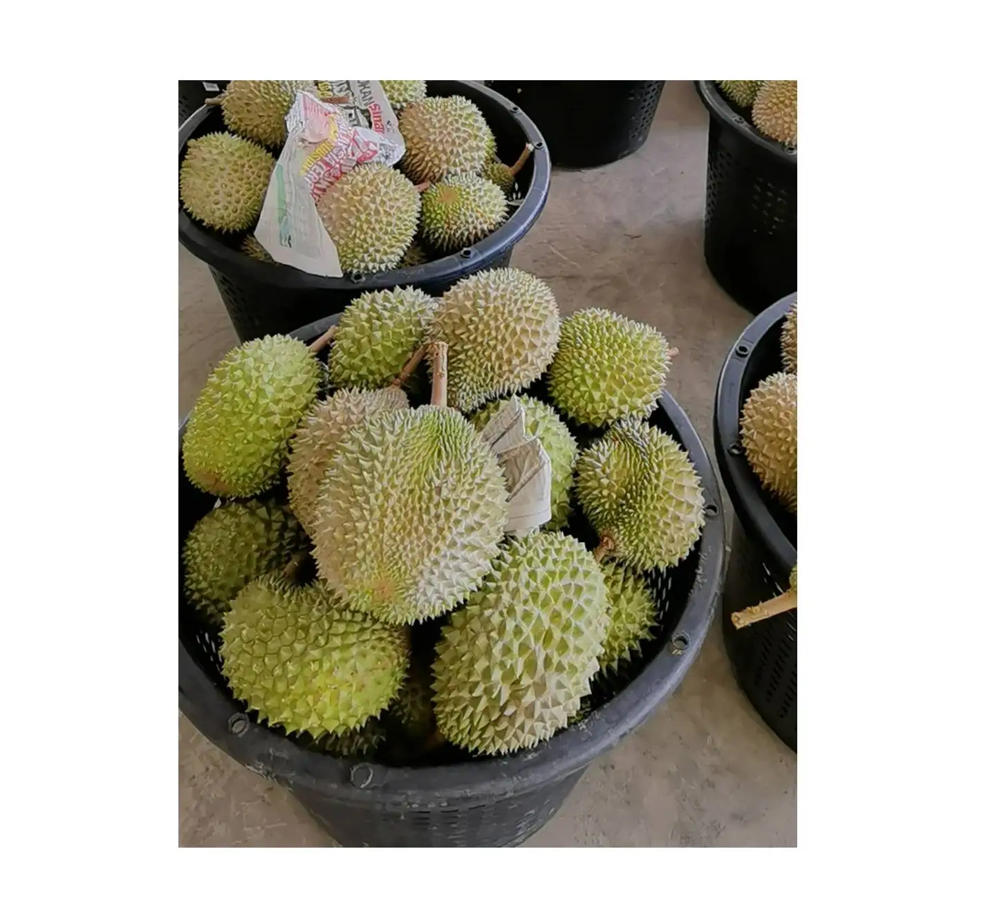 Flash Sales Premium Grade Malaysia Whole Shape Frozen Durian In Vacuum Packaging 18 Months Shelf Life 2.2kg Weight