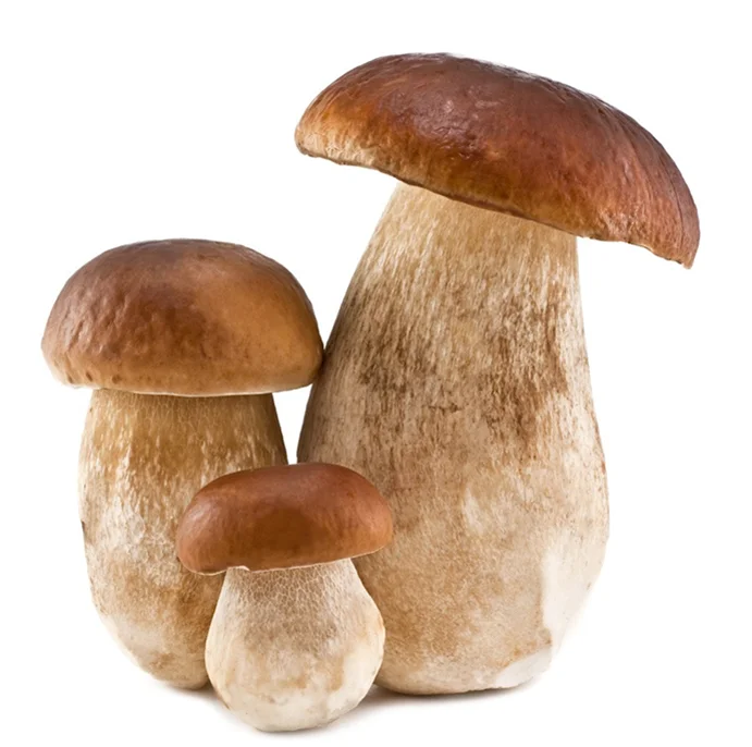 Бесплатный образец вешенка гриб порошок суп maitake