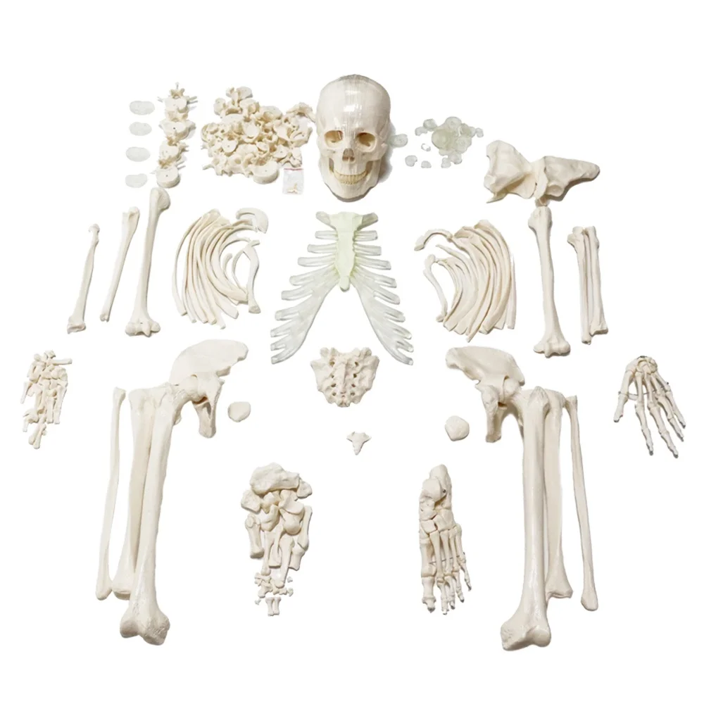 Human Skeleton Adults Model FRT001-2 Wholebody 206pcs Disarticulated Scattered Bones Dispersion Medical Science