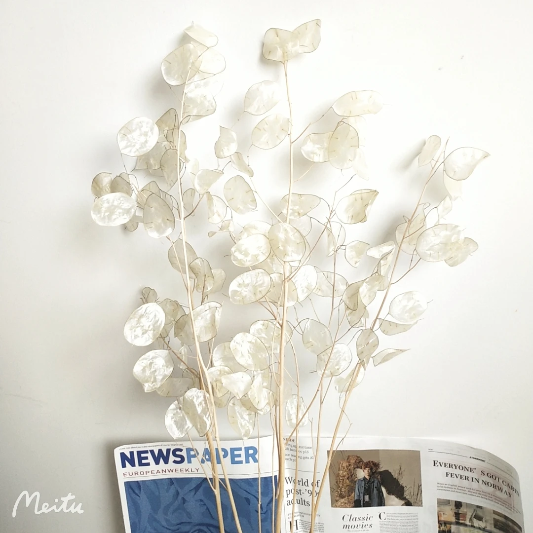 Florist supply dried Lunaria annua & money plant flower  for dry eringium flower art