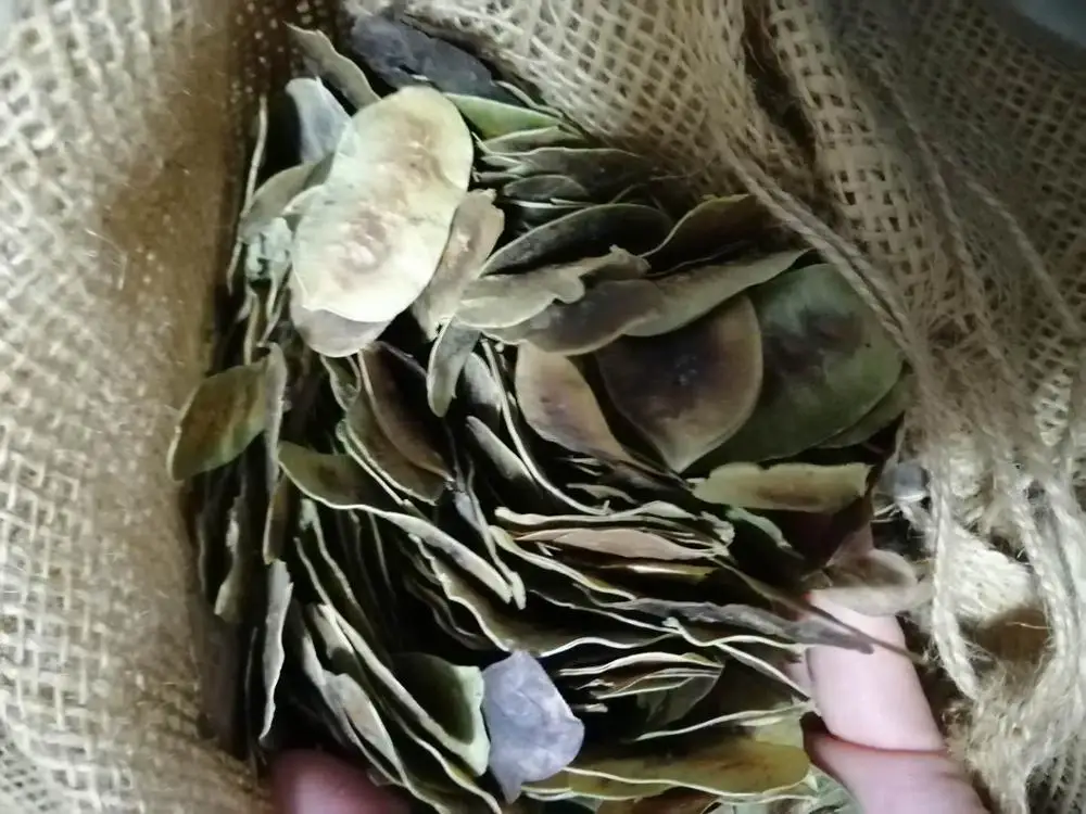 100% Natural Indian dry whole senna pod fruits whole dried senna pods