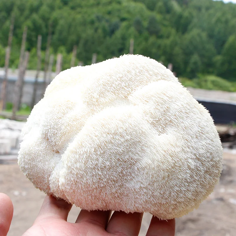 Органический порошковый экстракт грибов Лев/порошковый экстракт грибов Лев по выгодной цене