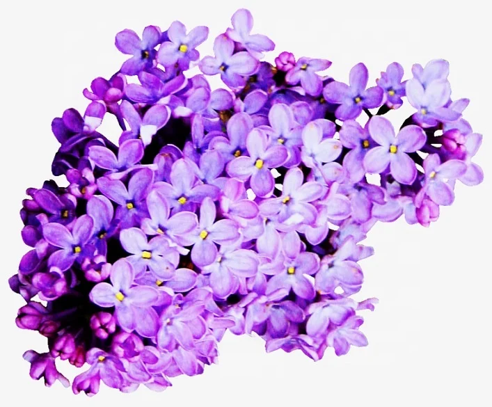 
PREMIUM QUALITY 100% PURE LILAC / lavendula FLOWER ESSENTIAL OIL FOR COSMETIC AND FLAVORFUL 