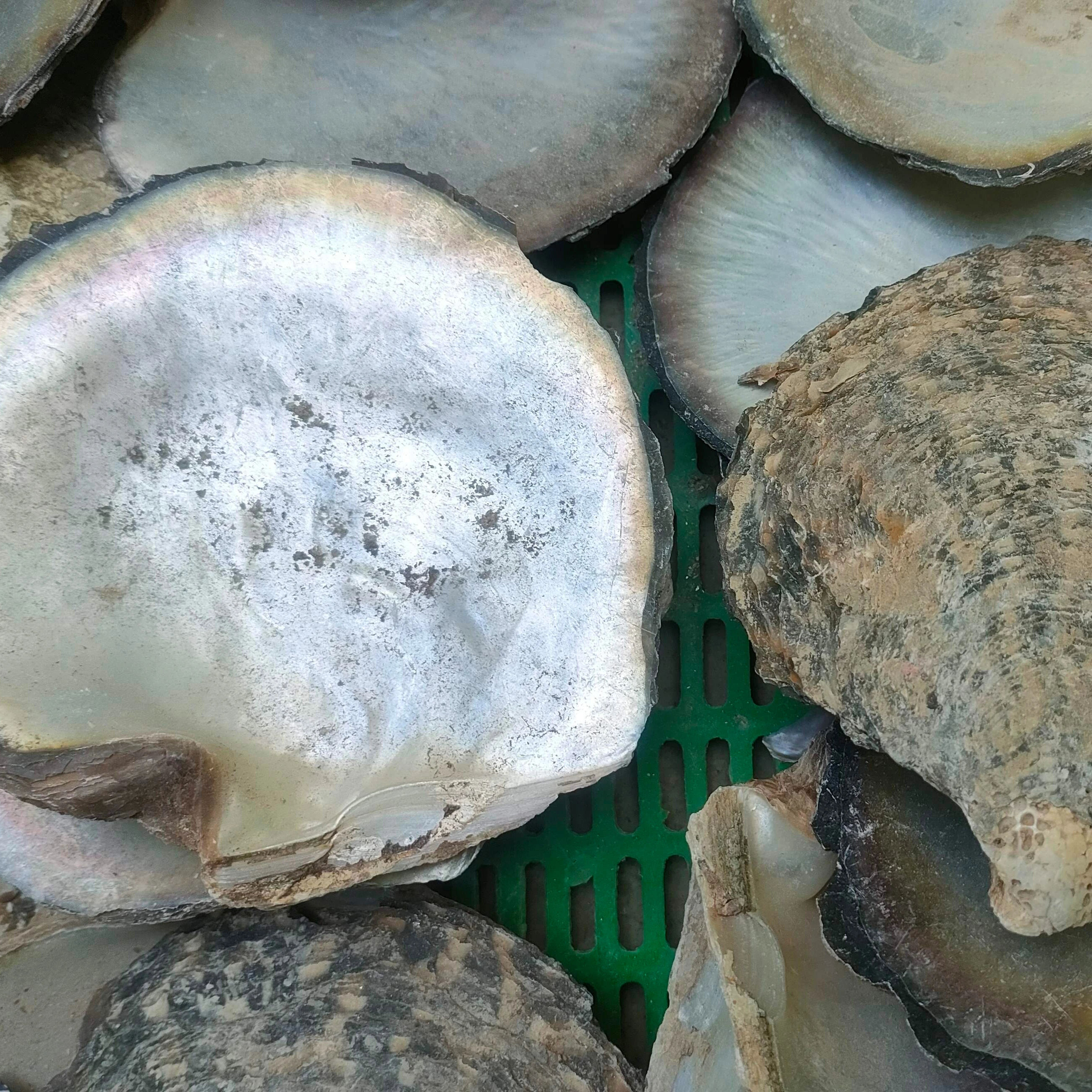 Wholesale Natural Raw Mother Of  Pearl Shells  White And Yellow And Black MOP