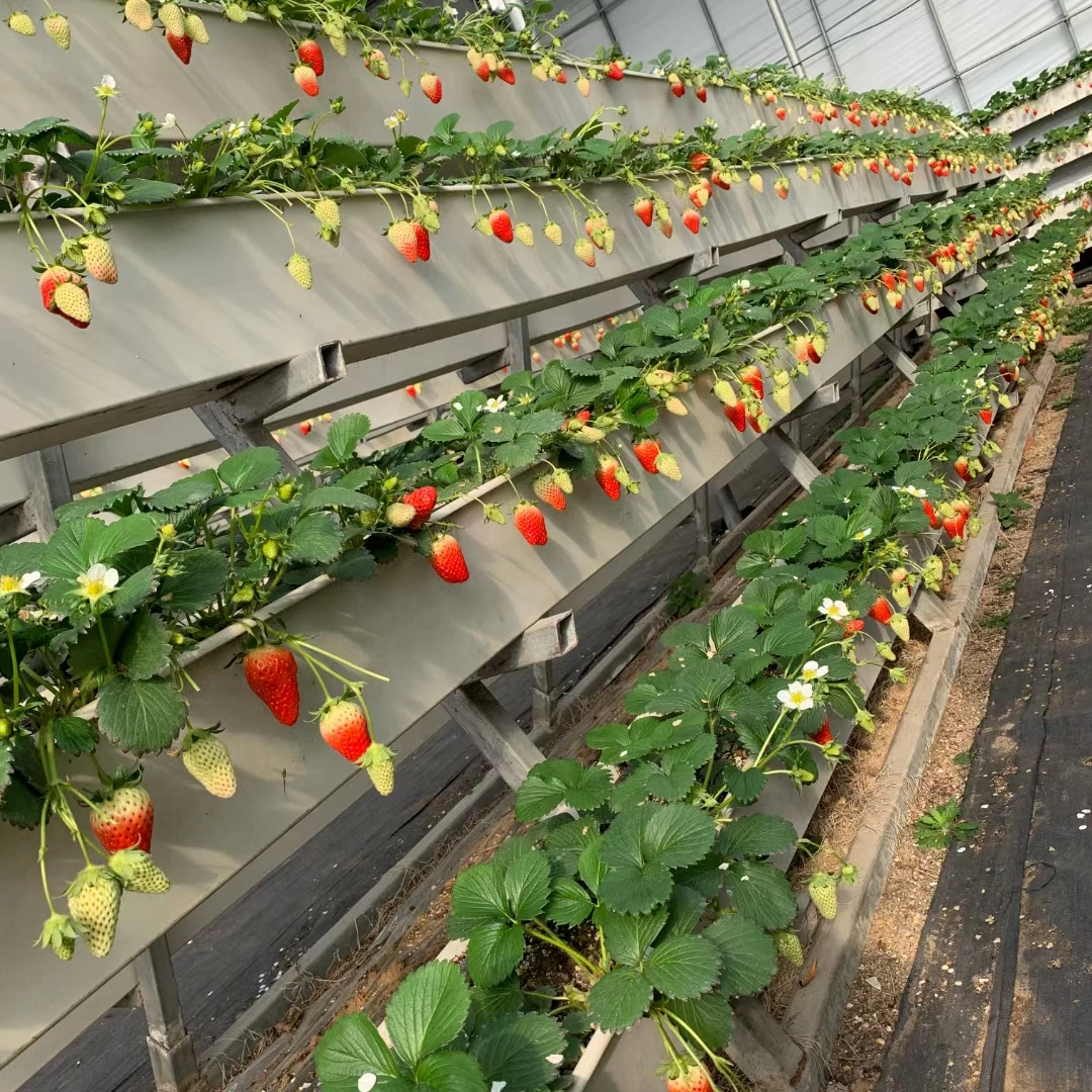 Wholesale plastic tank strawberry planting hydroponic strawberry gutter greenhouse system