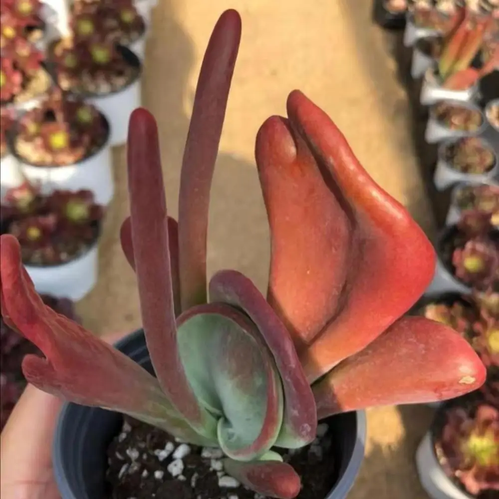 Оптовая продажа, суккулентные растения, каланхоэ тирсифолия, «огненная лиса»