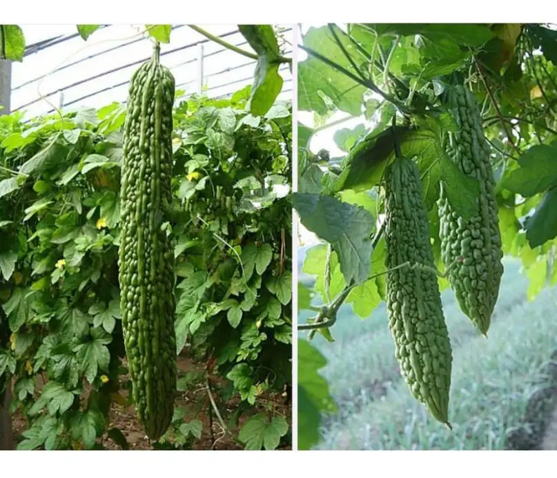 
Ku gua F1 Netherlands natural china vegetable Green bitter gourd seeds 