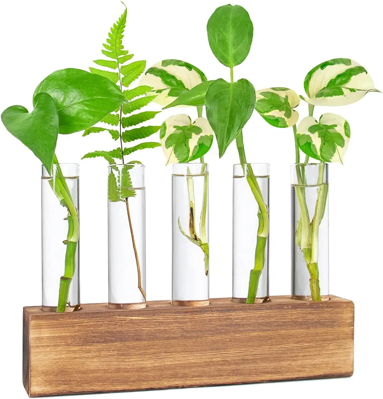 Desktop Glass Plant Propagation Station 5 Test Tube Plant Terrarium in Wooden Stand for Hydroponic Plants Cutting Office Home
