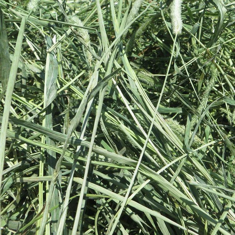 High Fiber Pet Grass Seeds Timothy Seed For Fodder Grass