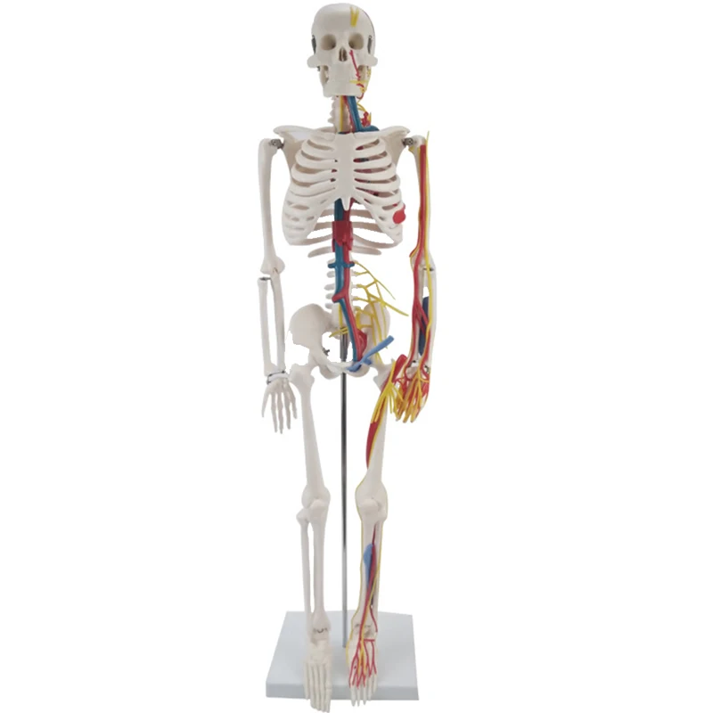 85CM Human Skeleton Model with Blood Vessel,Nerves and Heart Brain Skeletal System Anatomical Tool Medical Sciences