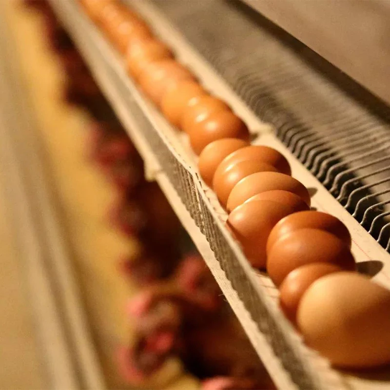 TBB Factory Supply Broiler Battery Cages Automatic a Type Chicken Farm Equipment