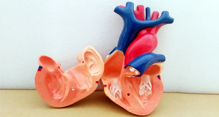BIX-A1068 natural size heart anatomical models medical science  training simulator for teaching student