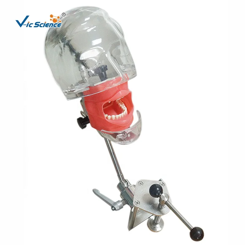 Dental simulator manikin articulator dental oral cavity simulation training simple head teeth model