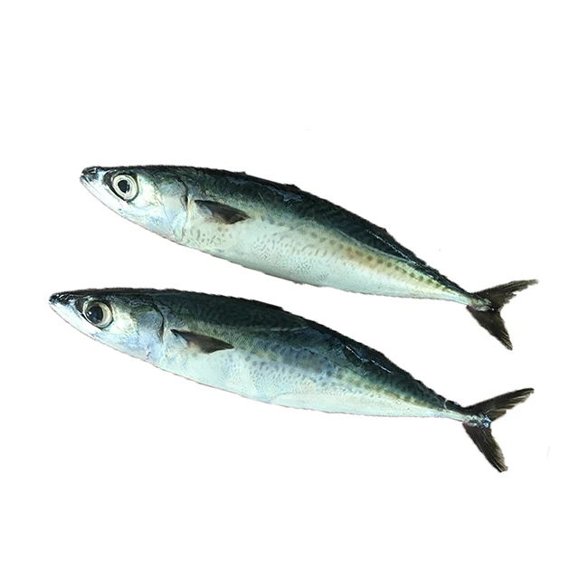300 - 500g Fresh Sea Food Pacific Mackerel Fish Frozen